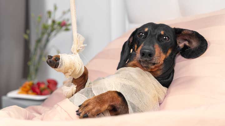 Hunde OP-Versicherung