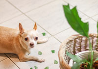 Hundehaftpflicht Chihuahua