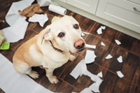 Hundehaftpflicht Labrador