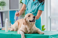 Hundekrankenversicherung Golden Retriever