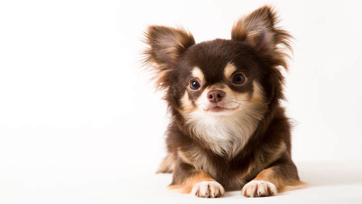 Hundeversicherung Chihuahua