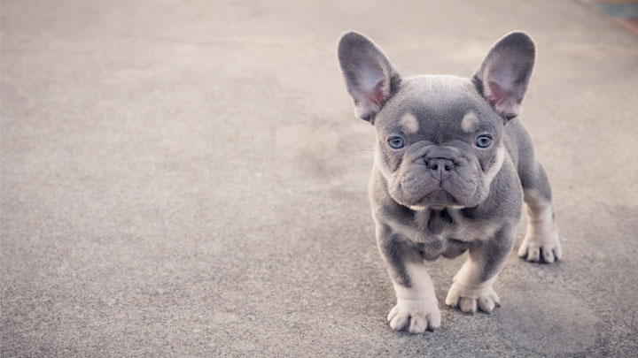 Französische Bulldogge