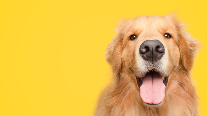 Hundeversicherung Golden Retriever