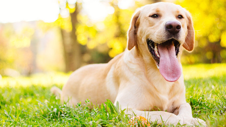 Hundeversicherung Labrador