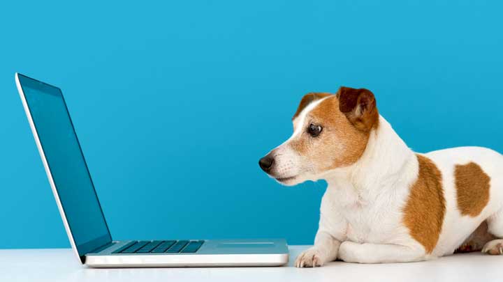 Hundeversicherung Vergleich Hundeversicherung Vergleich